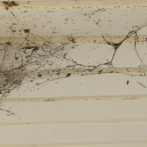 We clear away stubborn webs, nests, and wind-blown debris from eaves and entryways, restoring a crisp, move-in-ready look to your home’s exterior.